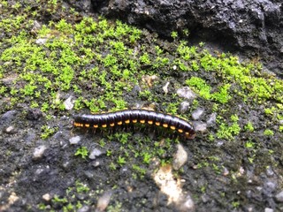 Harpaphe haydeniana commonly known as the yellow-spotted millipede or even as  night train millipede 