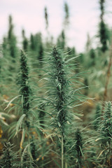 Cannabis Marijuana farm field plants agriculture plantation