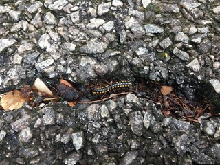 Harpaphe haydeniana commonly known as the yellow-spotted millipede or even as  night train millipede 