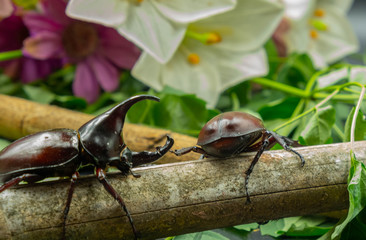 Image of Dynastinae Rhinoceros Beetle, Horn Beetle, kabutomushi Hanging on the Tree Wood.Starting to fight with Another.  Insect. Animal. Dynastinae is fighter Insect  from Thailand