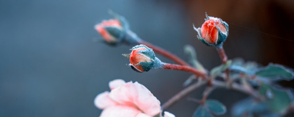 Winter in the garden. Hoarfrost on the petals of a pink rose, the first frost.