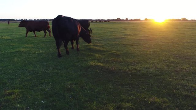Aerial footage of happy Aberdeen Angus livestock is Scottish breed of beef cows which derive from cattle native to counties of Aberdeenshire and from north Scotland typical biological farming scene 4k