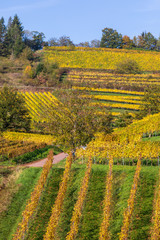 herbstliche Weinberge "Kastanienbusch" bei Birkweiler, Pfalz