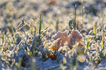 Frozen maple leave in snowy grass