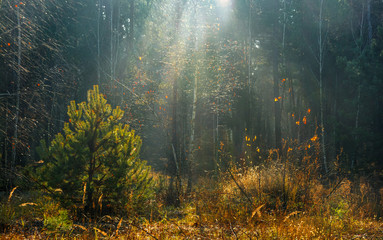 Forest. Autumn. A pleasant walk in the forest, dressed in an autumn outfit. Sunlight plays in the branches of trees. Light fog makes you mysterious.