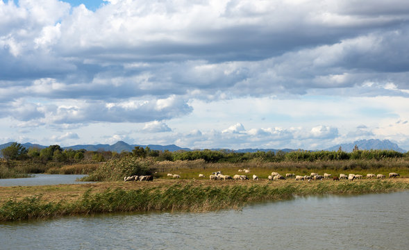 View of Delte of LLobregat, sheep grazing beside the pond
