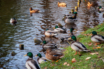 Białostocki Park Planty jesienią, Białystok,  Podlasie, Polska © podlaski49