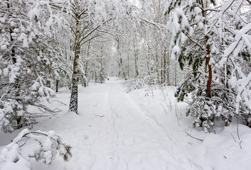 Cold winter day in the forest with snowy trees. There was a lot of snow. Stormy snowdrifts, The beauty of nature. Background concept.