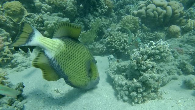 Close up of triggerfish hunts washing out sand on the seabed near coral reef. Titan Triggerfish (Balistoides viridescens) Reda Sea, Egypt