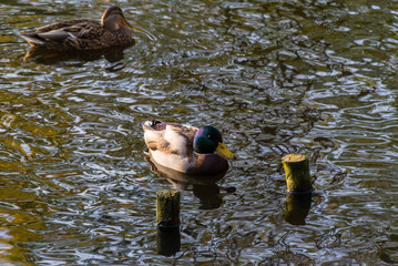 Białostocki Park Planty jesienią, Białystok,  Podlasie, Polska © podlaski49