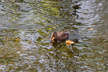 Białostocki Park Planty jesienią, Białystok,  Podlasie, Polska © podlaski49