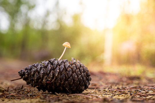 Pequeno cogumelo nascido na pinha