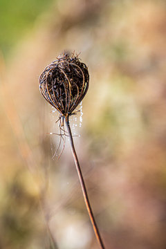 Flor seca co sementes