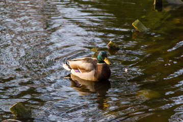 Białostocki Park Planty jesienią, Białystok,  Podlasie, Polska © podlaski49