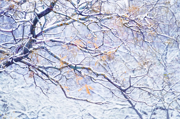 Tree branches with last yellow leaves and first snow. Late autumn in the park.