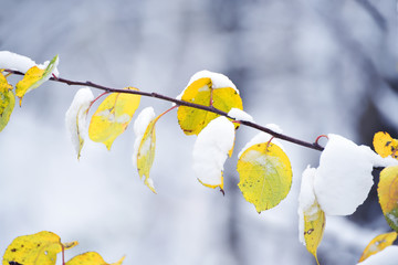 Tree branches with last yellow leaves and first snow. Late autumn in the park.