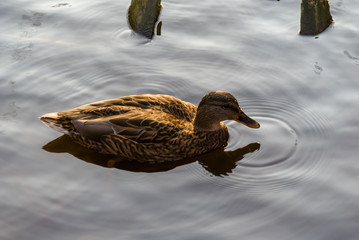 Białostocki Park Planty jesienią, Białystok,  Podlasie, Polska © podlaski49