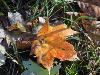 Fall Color