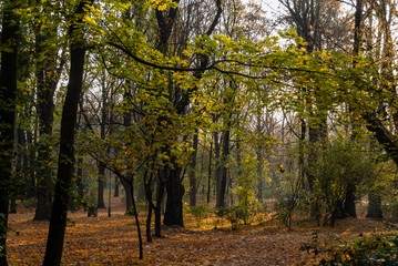 Białostocki Park Planty jesienią, Białystok,  Podlasie, Polska