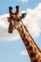 Giraffe, head only, blue sky, up close