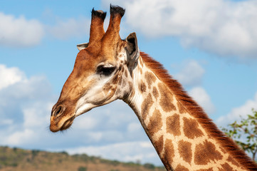 Giraffe, head only, blue sky, up close