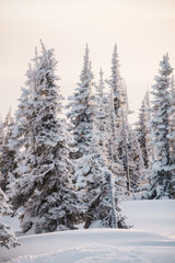 Winter snowy forest and mountains