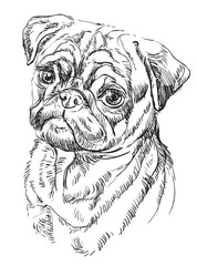 Pug vector hand drawing portrait