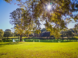 Residential Pond with Green Water Coloring:  Residential pond with green water coloring in Montgomery, Alabama with sun star burst.