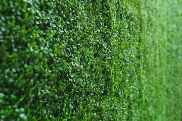 green wall with leaves