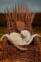 Silver color ferret on model of stylish chair made of rusty swords
