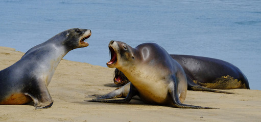 Naklejka premium New Zealand Sea lions ashore at Surat Bay, Catlins, Southland, New Zealand
