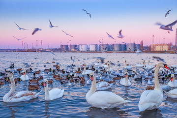 A flock of swans on the water in an industrial zone. Evening by the sea in the port and wild birds.