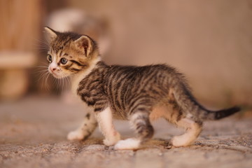 Naklejka na ściany i meble Funny tabby tabby little kitten walking outdoor.