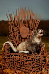 Dark color ferret on model of stylish chair made of rusty swords