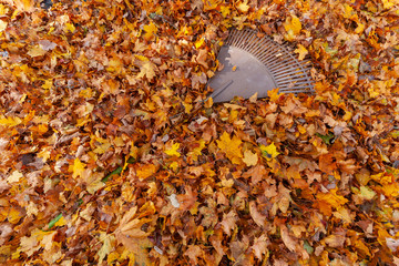 Rake and Autumn leaves on the ground