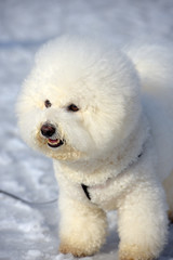 Bichon frize breed  white color