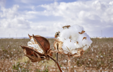 Cotton Branch