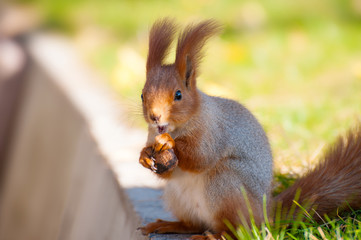 Red squirrel on the green grass