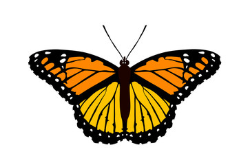 Butterfly monarch with orange, yellow, white spots. Isolated object