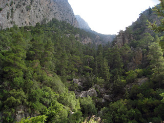  forest in the mountains
