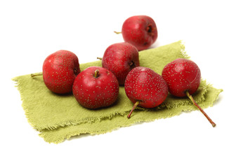 Hawthorn on white background 