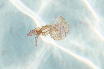 Jellyfish on the beaches. jellyfish in crystal clear waters of paradise beach