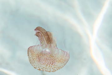 Jellyfish on the beaches. jellyfish in crystal clear waters of paradise beach