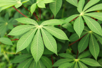 Cassava leaves with red petioles on blurred background.