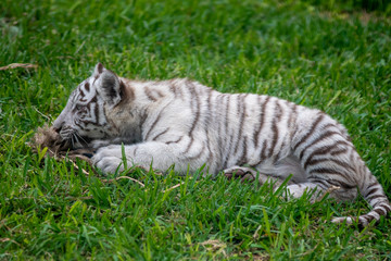 tiger cub playing in the jungle