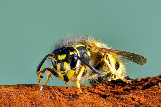 focus stacked image of common wasp vespula vulgaris macro face head uk all of insect is in focus