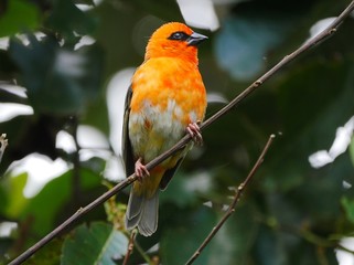 Orange bird perching in dark background