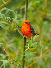 Red Fody bird perching on bamboo stem
