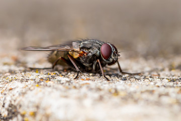 Diptera Meat Fly Insect On Rock
