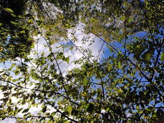 木の葉の隙間から見える白い雲と青空